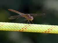 Sympétrum méridional (Sympetrum meridionale)