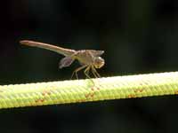 Sympétrum méridional (Sympetrum meridionale)