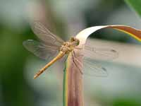 Sympétrum méridional (Sympetrum meridionale)