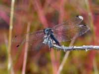 Sympétrum noir Sympetrum danae