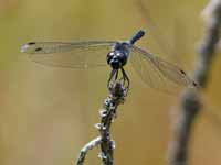 Sympétrum noir Sympetrum danae