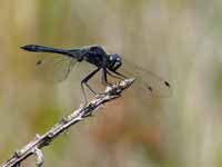 Sympétrum noir Sympetrum danae