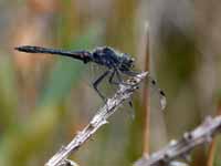 Sympétrum noir Sympetrum danae