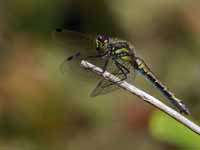 Sympétrum noir Sympetrum danae