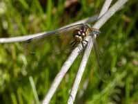 Sympétrum noir Sympetrum danae