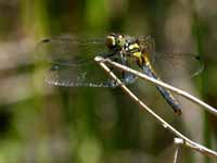 Sympétrum noir Sympetrum danae