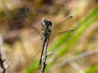 Sympétrum noir Sympetrum danae