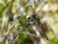 Sympétrum noir Sympetrum danae