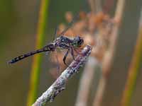 Sympétrum noir Sympetrum danae