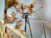 Sympétrum noir Sympetrum danae