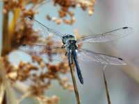 Sympétrum noir Sympetrum danae