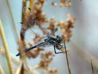 Sympétrum noir Sympetrum danae