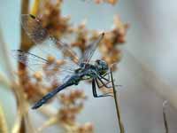 Sympétrum noir Sympetrum danae