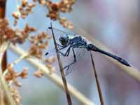 Sympétrum noir Sympetrum danae