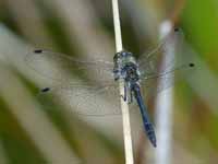 Sympétrum noir Sympetrum danae