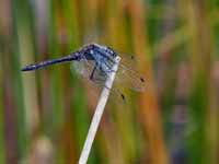 Sympétrum noir Sympetrum danae