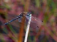 Sympétrum noir Sympetrum danae