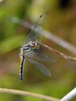 Sympétrum noir Sympetrum danae