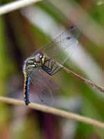 Sympétrum noir Sympetrum danae