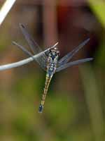 Sympétrum noir Sympetrum danae