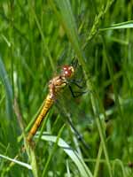 Sympétrum rouge sang (Sympetrum sanguineum)