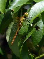 Sympétrum rouge sang (Sympetrum sanguineum)