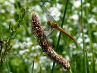 Sympétrum rouge sang (Sympetrum sanguineum)