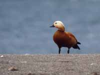 Tadorne casarca Tadorna ferruginea