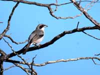 Tangara unifascié Neothraupis fasciata