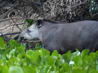 Tapir du Brésil Tapirus terrestris