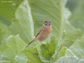 Saxicola torquata rubicola femelle