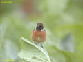 Saxicola torquata rubicola mâle