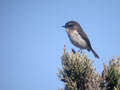 Tarier de la Réunion Saxicola tectes