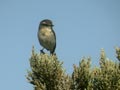 Tarier de la Réunion Saxicola tectes