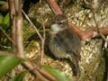 Tarier de la Réunion Saxicola tectes