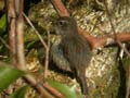 Tarier de la Réunion Saxicola tectes