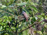 Téphrodorne bridé Tephrodornis virgatus