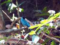 Tersine hirondelle Tersina viridis