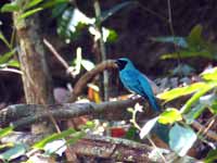 Tersine hirondelle Tersina viridis