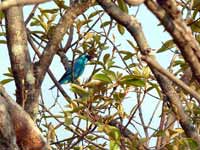 Tersine hirondelle Tersina viridis