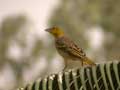 Tisserin gendarme Ploceus cucullatus