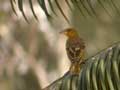 Tisserin gendarme Ploceus cucullatus