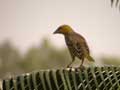 Tisserin gendarme Ploceus cucullatus