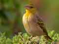 Tisserin gendarme Ploceus cucullatus