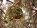 Tisserin gendarme Ploceus cucullatus