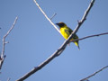 Tisserin gendarme Ploceus cucullatus spilonotus