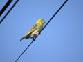 Tisserin gendarme Ploceus cucullatus spilonotus