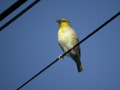 Tisserin gendarme Ploceus cucullatus spilonotus