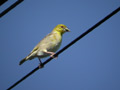 Tisserin gendarme Ploceus cucullatus spilonotus