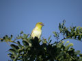 Tisserin gendarme Ploceus cucullatus spilonotus